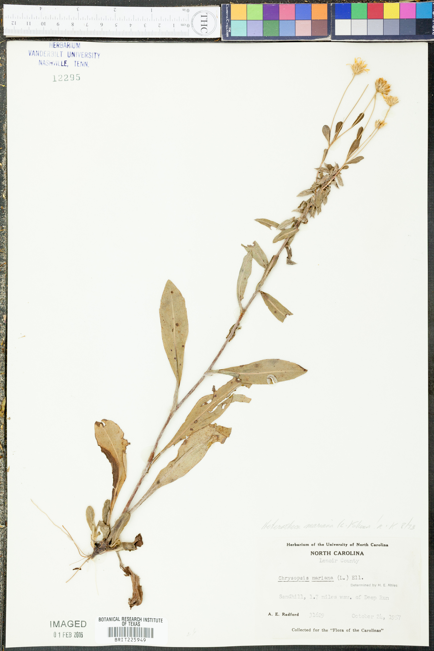 Heterotheca mariana image