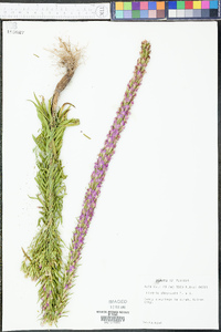 Liatris chapmanii image