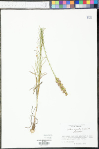 Liatris spicata image