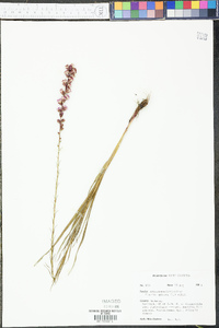 Liatris spicata image