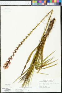 Liatris spicata image