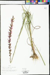 Liatris spicata image