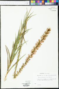 Liatris spicata image