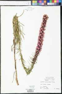 Liatris pycnostachya image