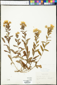 Heterotheca mucronata image