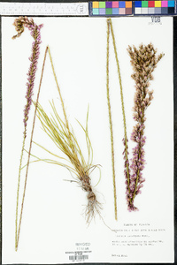 Liatris laevigata image