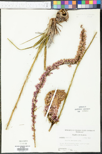 Liatris laevigata image