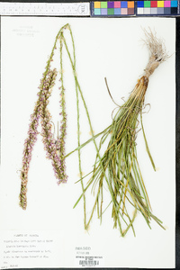 Liatris laevigata image