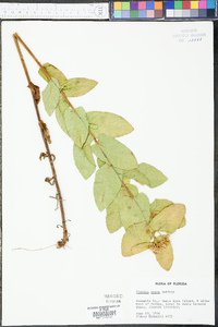 Pluchea rosea image