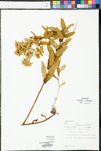 Pluchea rosea image