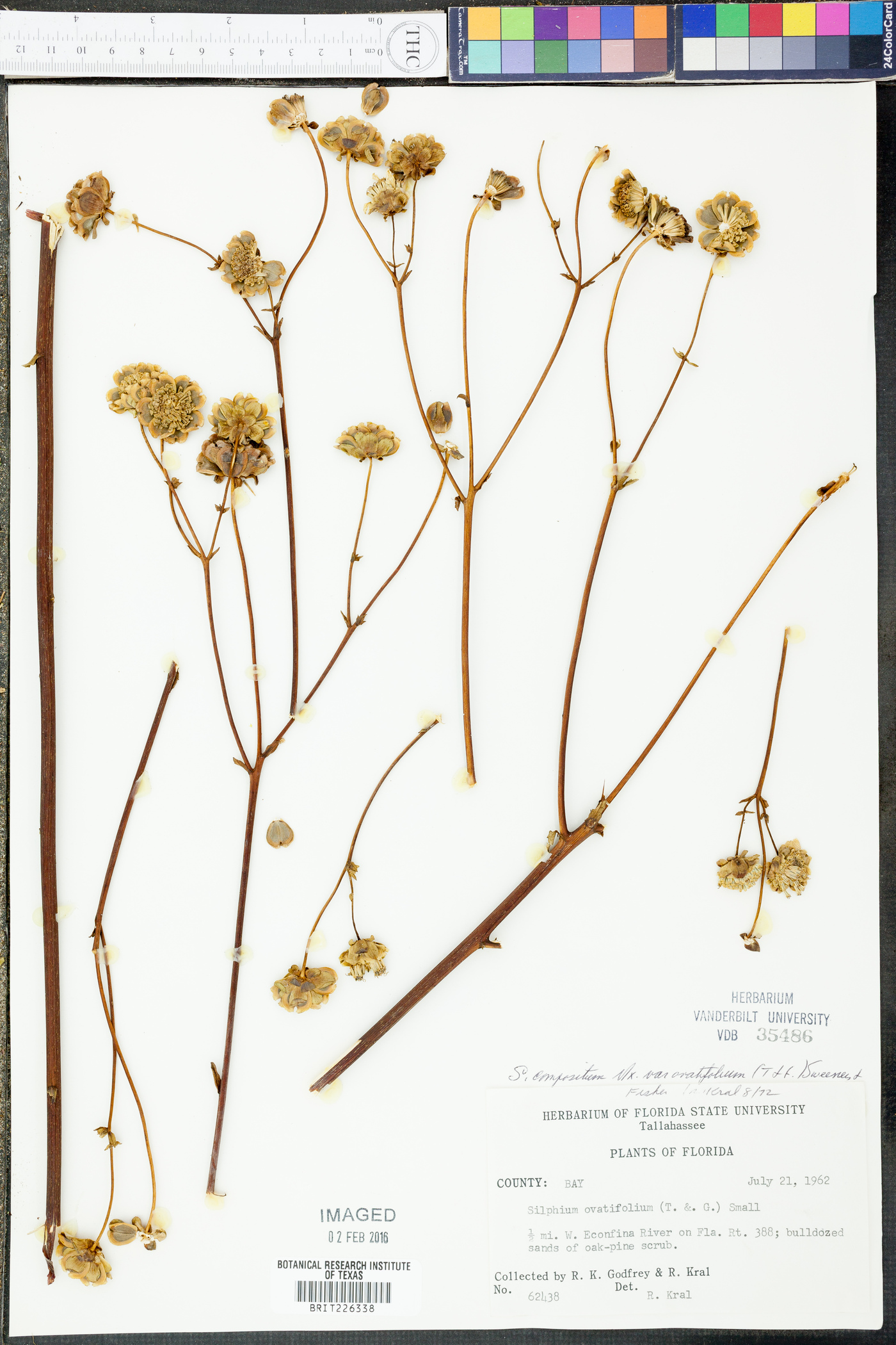 Silphium compositum var. ovatifolium image