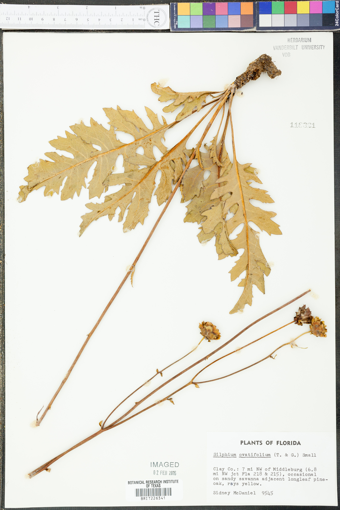 Silphium ovatifolium image