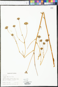 Silphium compositum image