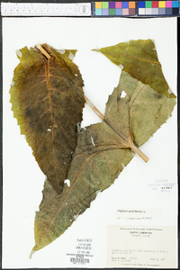 Silphium perfoliatum image