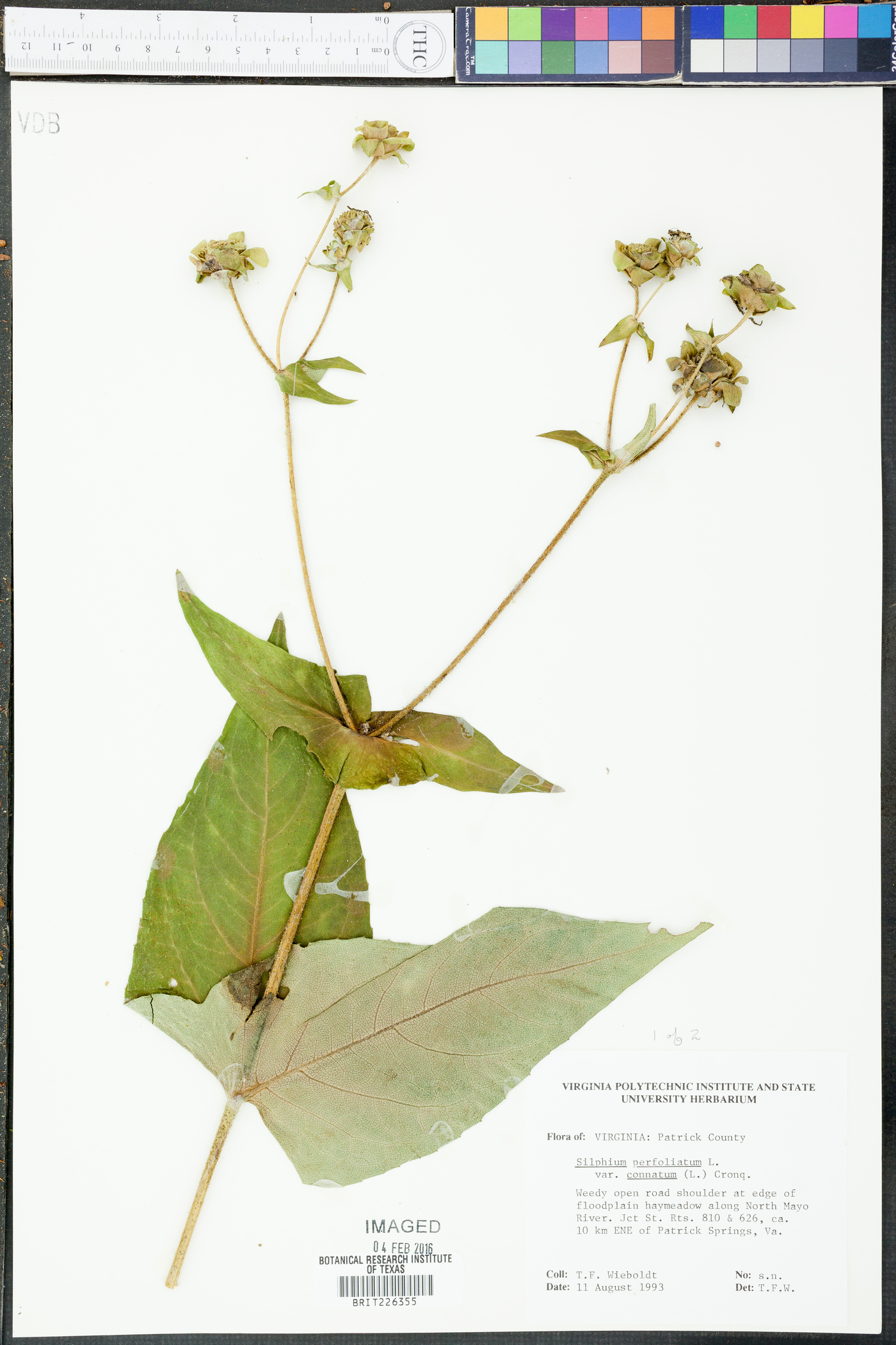 Silphium perfoliatum var. connatum image