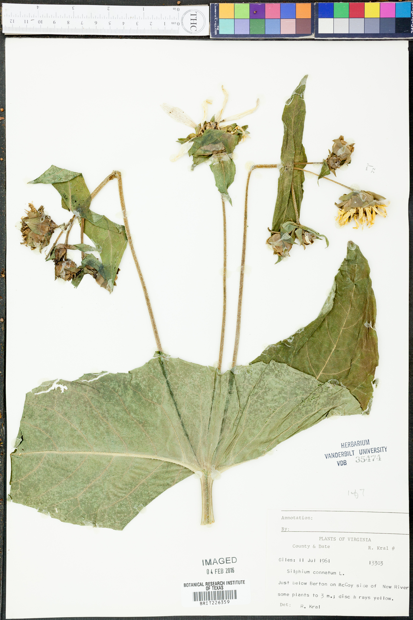 Silphium connatum image