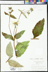 Silphium asteriscus image