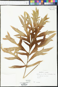 Solidago patula image