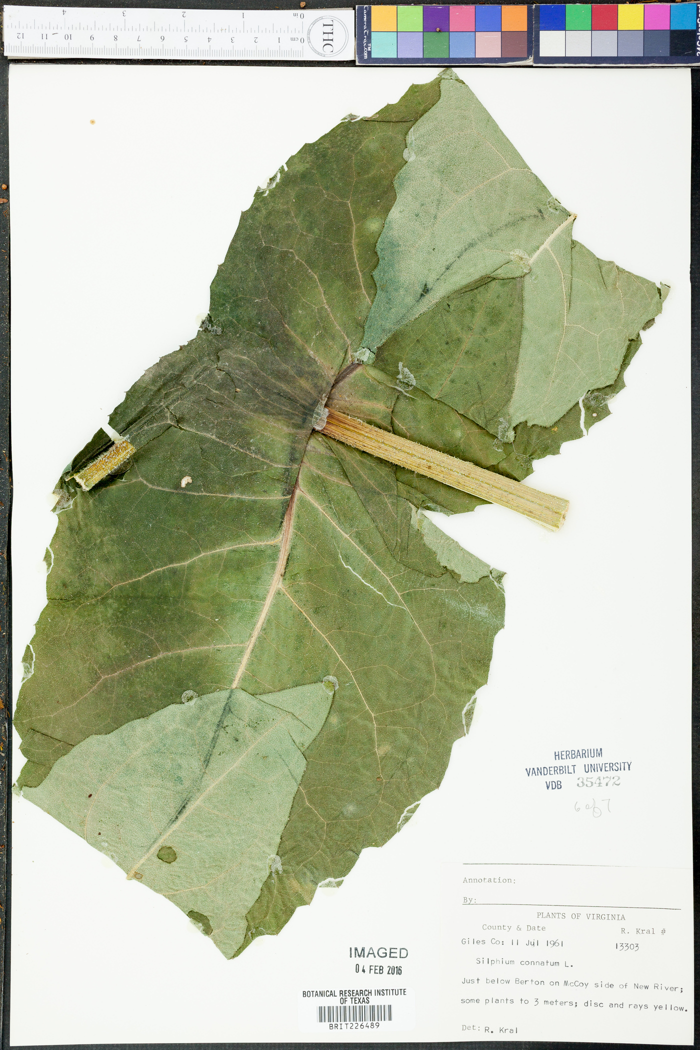 Silphium connatum image