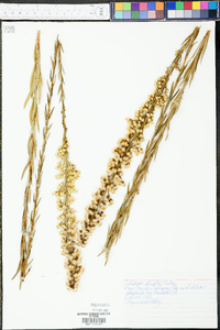 Solidago stricta image