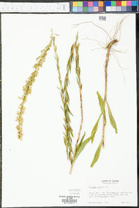 Solidago stricta image