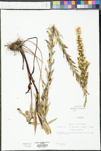 Solidago sempervirens image