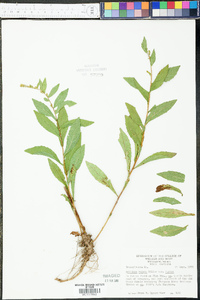 Solidago rugosa var. rugosa image