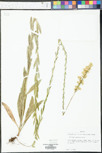 Solidago stricta image