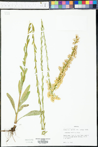 Solidago stricta image