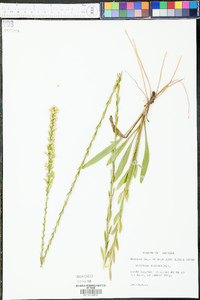 Solidago stricta image