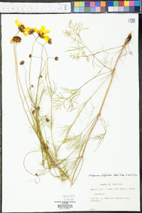 Thelesperma filifolium image