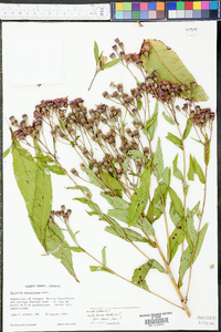 Vernonia baldwinii image