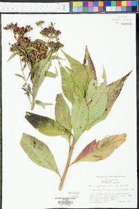 Vernonia baldwinii subsp. baldwinii image