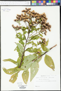 Vernonia baldwinii image