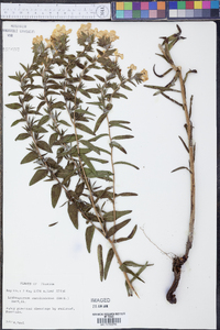 Lithospermum caroliniense image