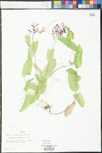 Streptanthus obtusifolius image