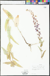 Streptanthus squamiformis image