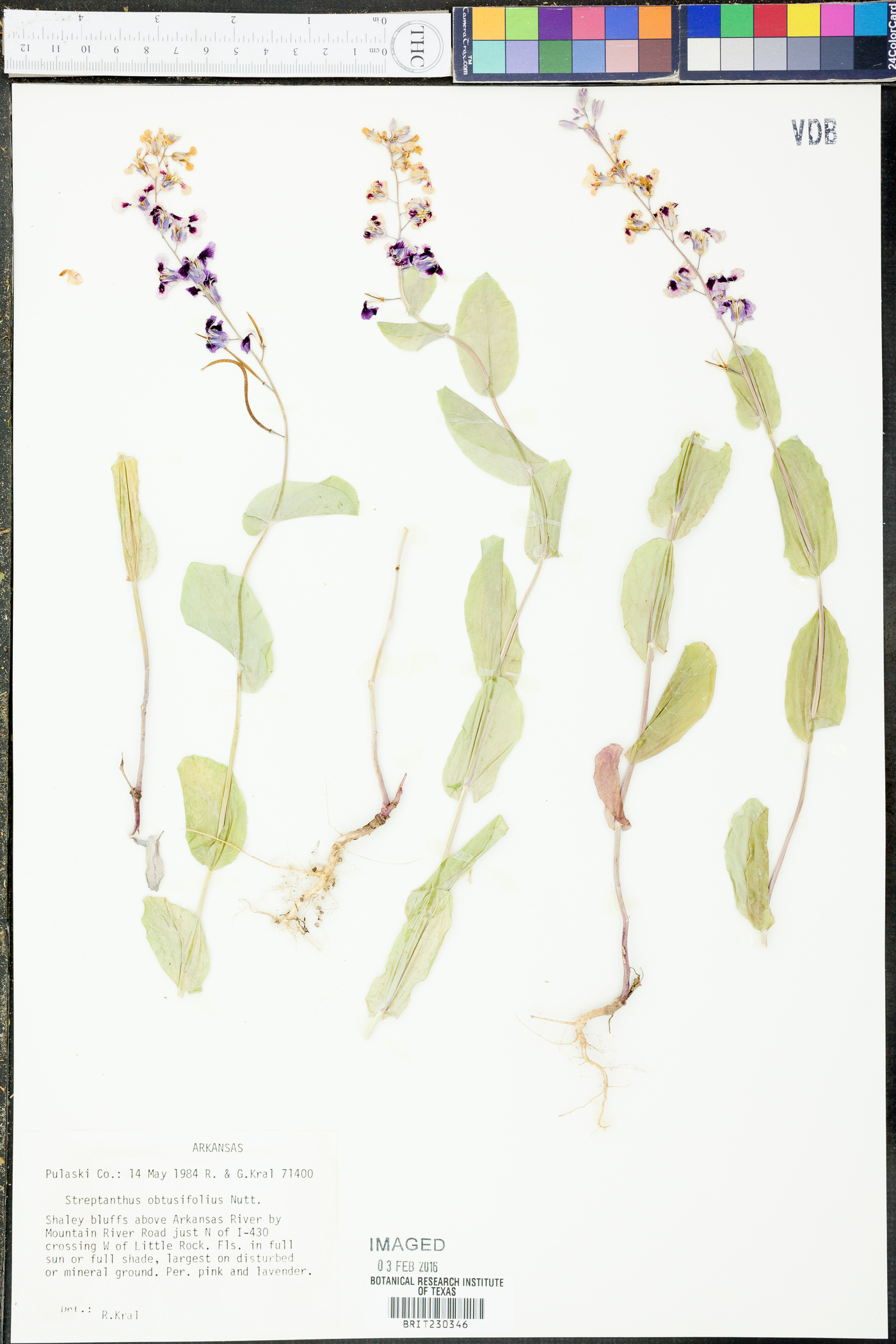 Streptanthus obtusifolius image