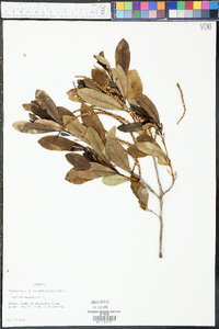 Cyrilla racemiflora image