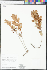 Gaylussacia dumosa image