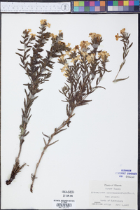 Lithospermum caroliniense image