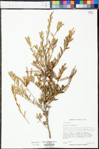 Cyrilla racemiflora image