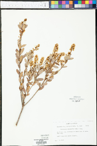 Cliftonia monophylla image