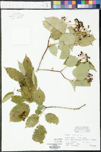 Cornus drummondii image