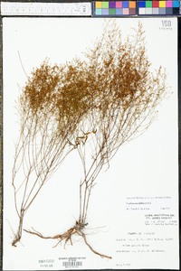 Lechea sessiliflora image