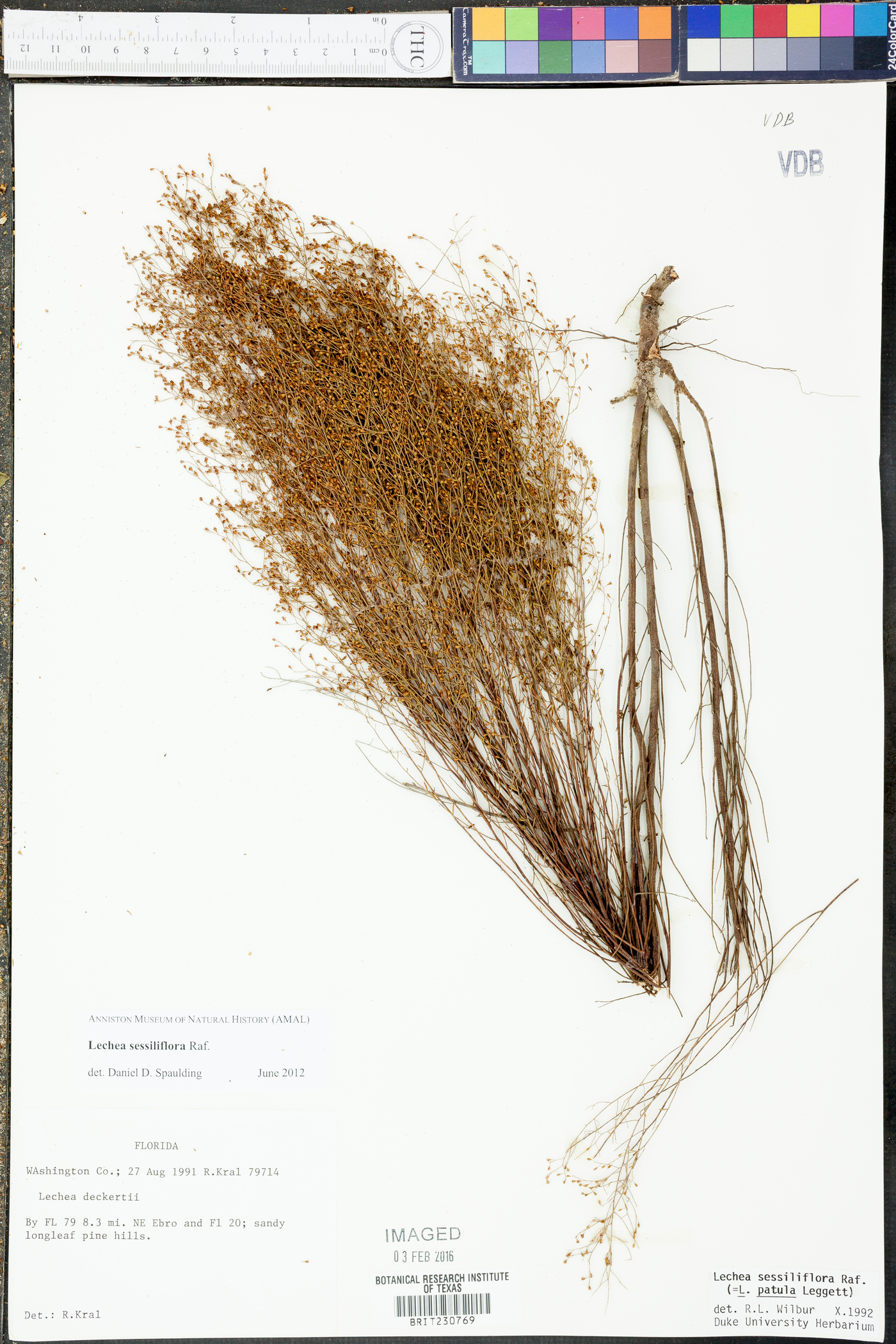 Lechea sessiliflora image