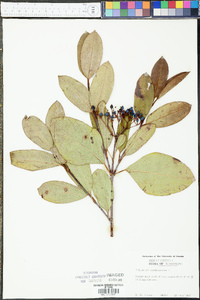 Viburnum cassinoides image