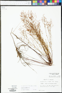 Lechea sessiliflora image