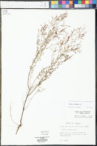 Lechea sessiliflora image