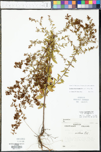 Lechea mucronata image